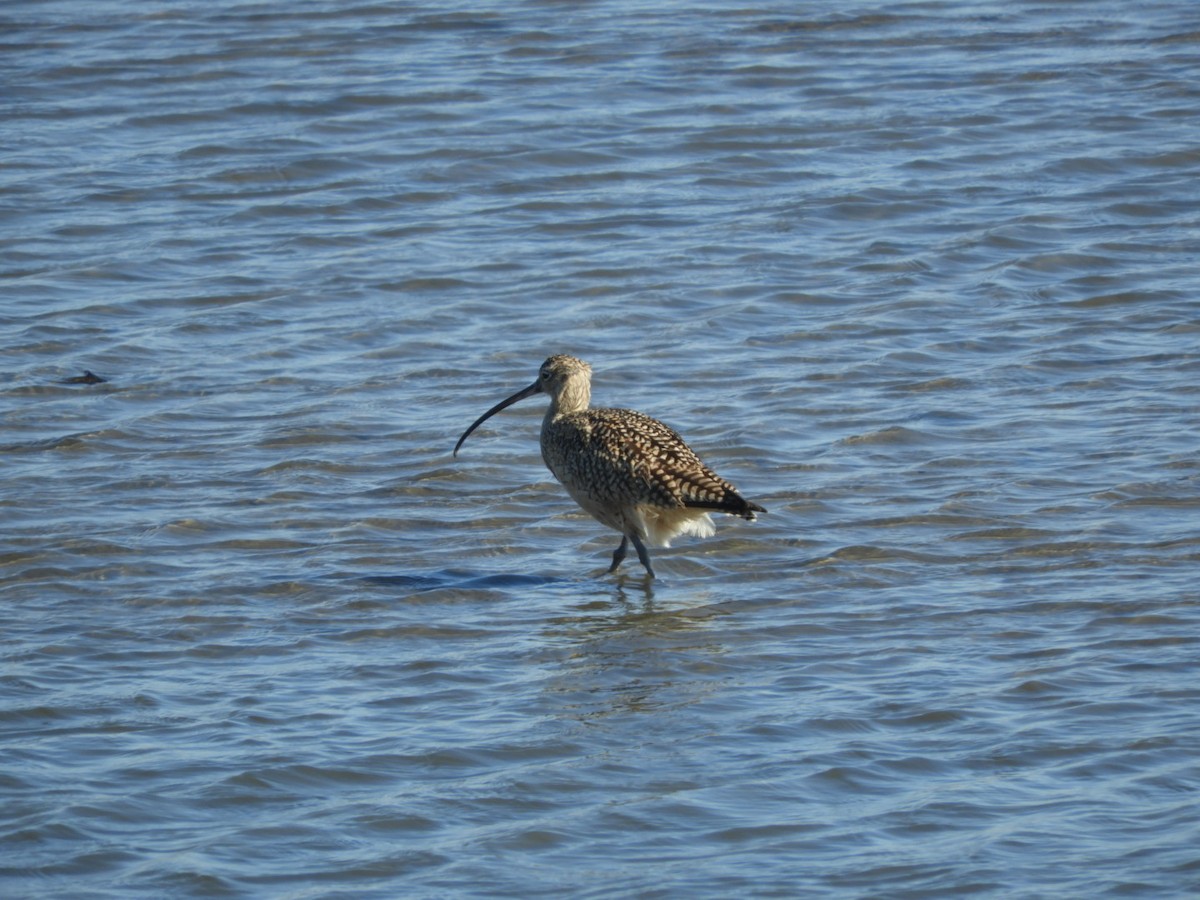 Long-billed Curlew - ML419640441