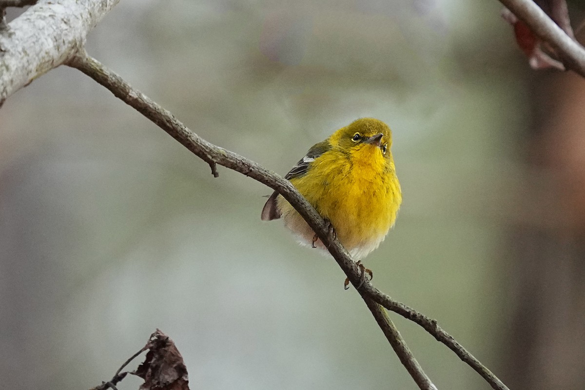 Pine Warbler - ML419640471