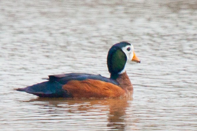 African Pygmy-Goose - ML419640511