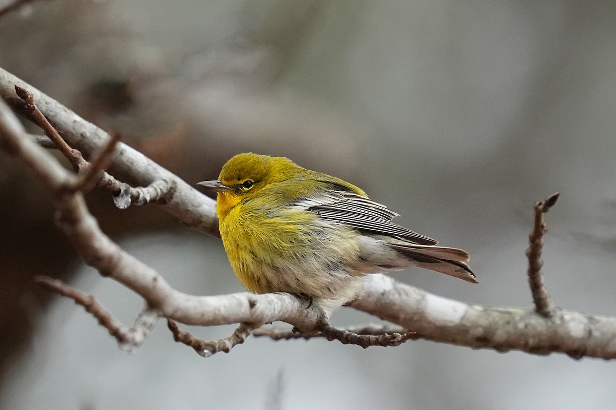 Pine Warbler - ML419640521