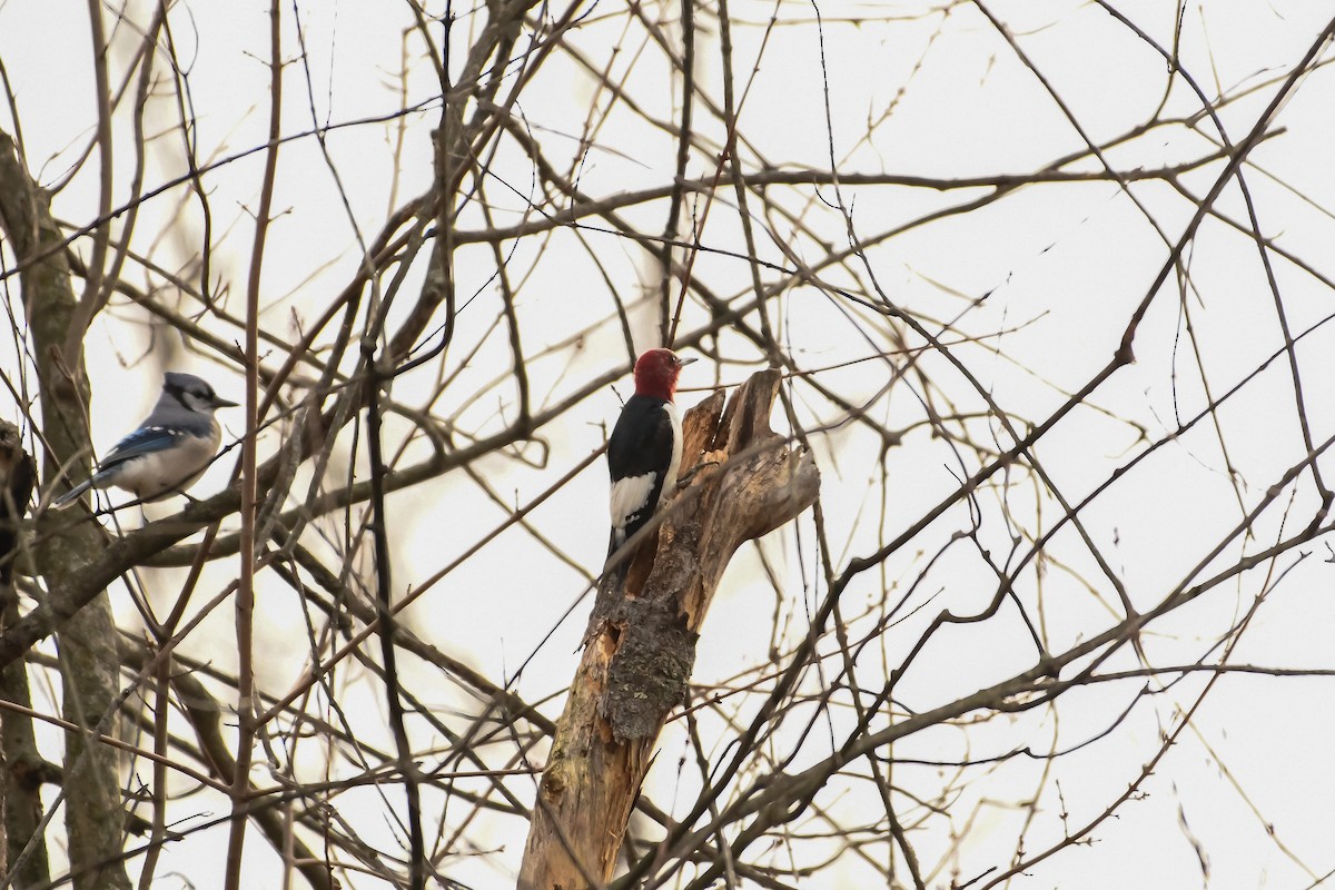 Red-headed Woodpecker - ML419640571