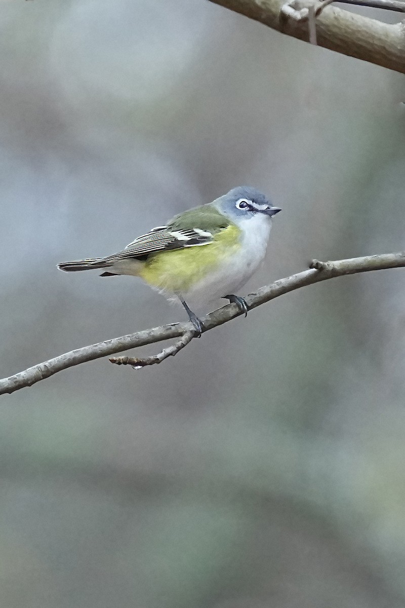 Blue-headed Vireo - ML419640791