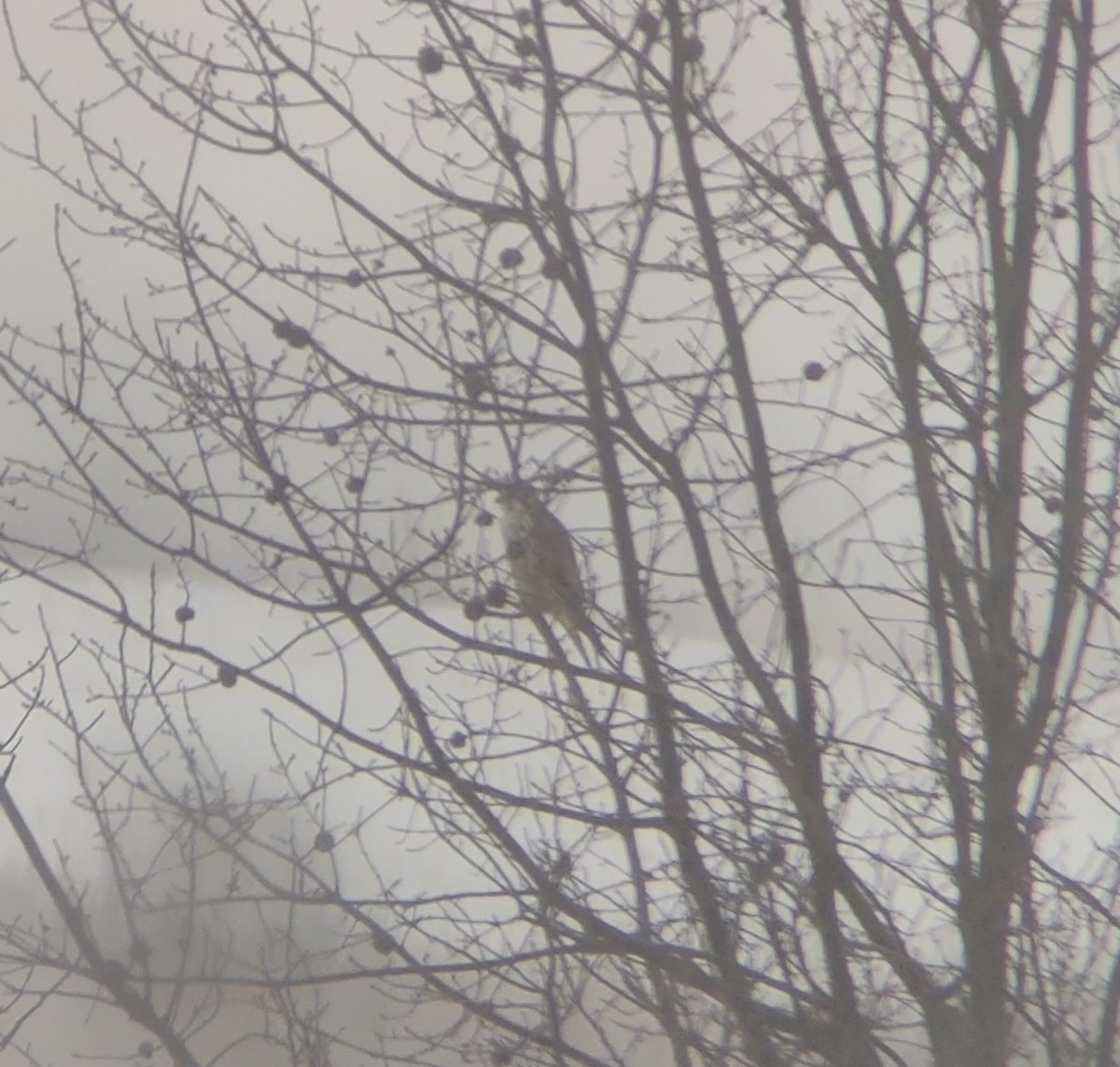 Prairie Falcon - ML419641461