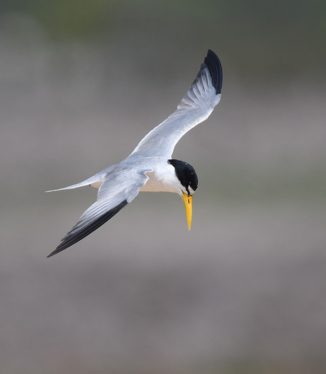 Yellow-billed Tern - ML419642111