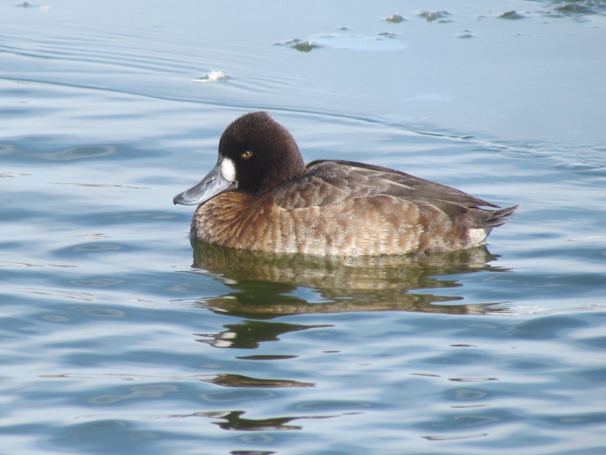 Lesser Scaup - ML419643401