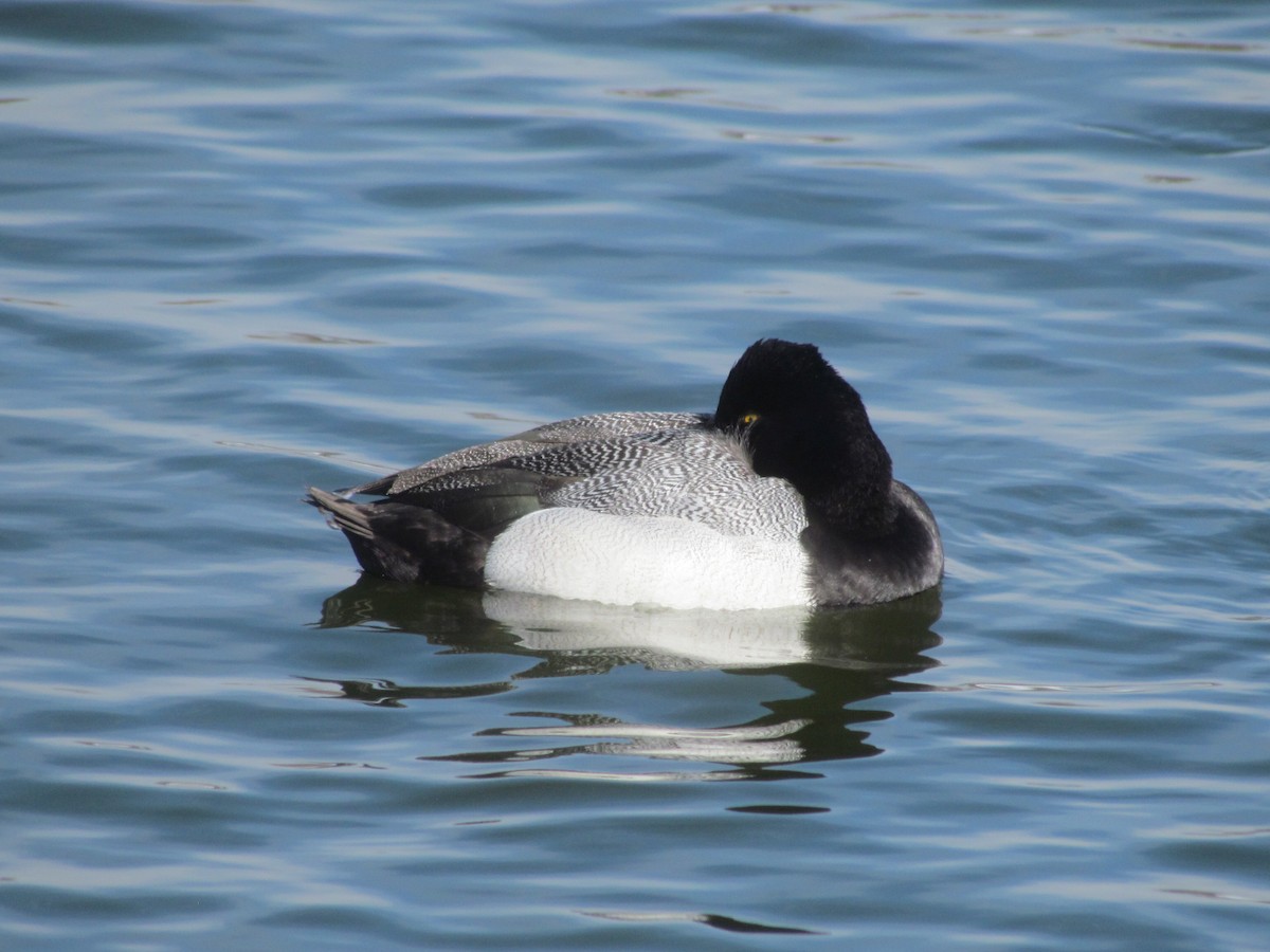 Lesser Scaup - ML419643511