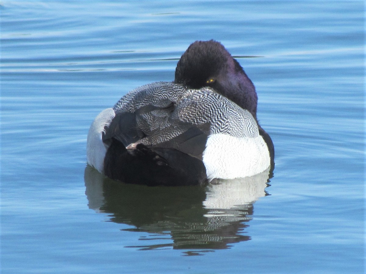 Lesser Scaup - ML419644191