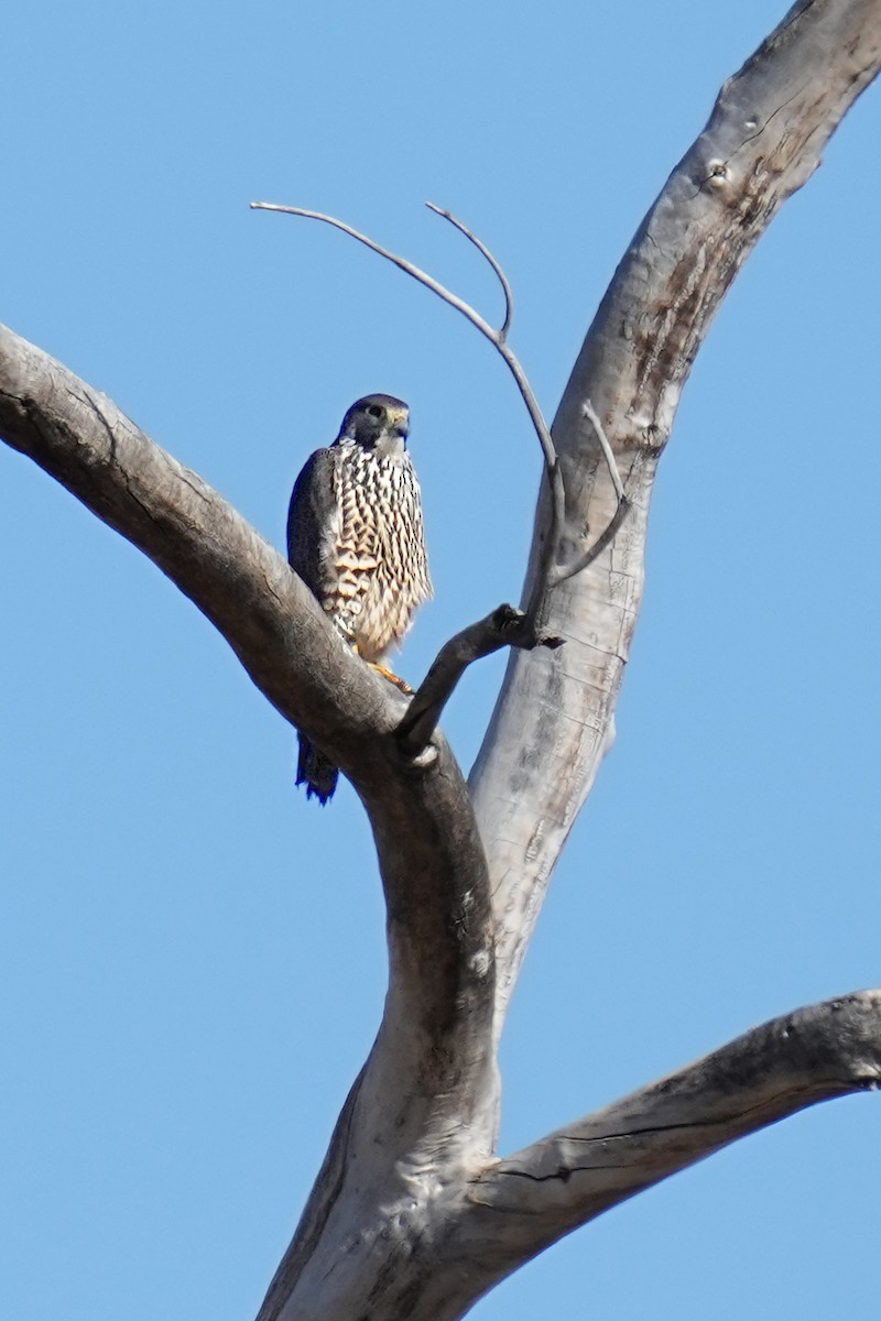 Peregrine Falcon - ML419645561