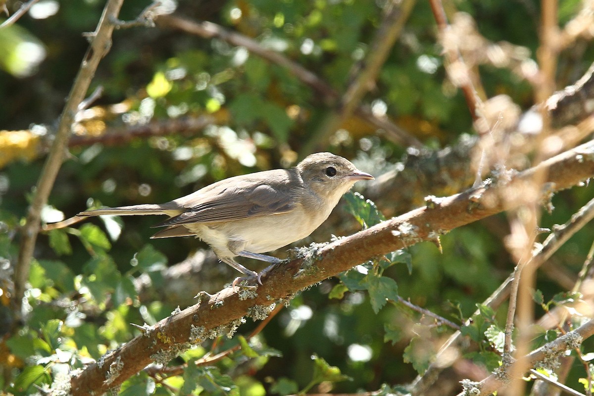 Curruca Mosquitera - ML41964601