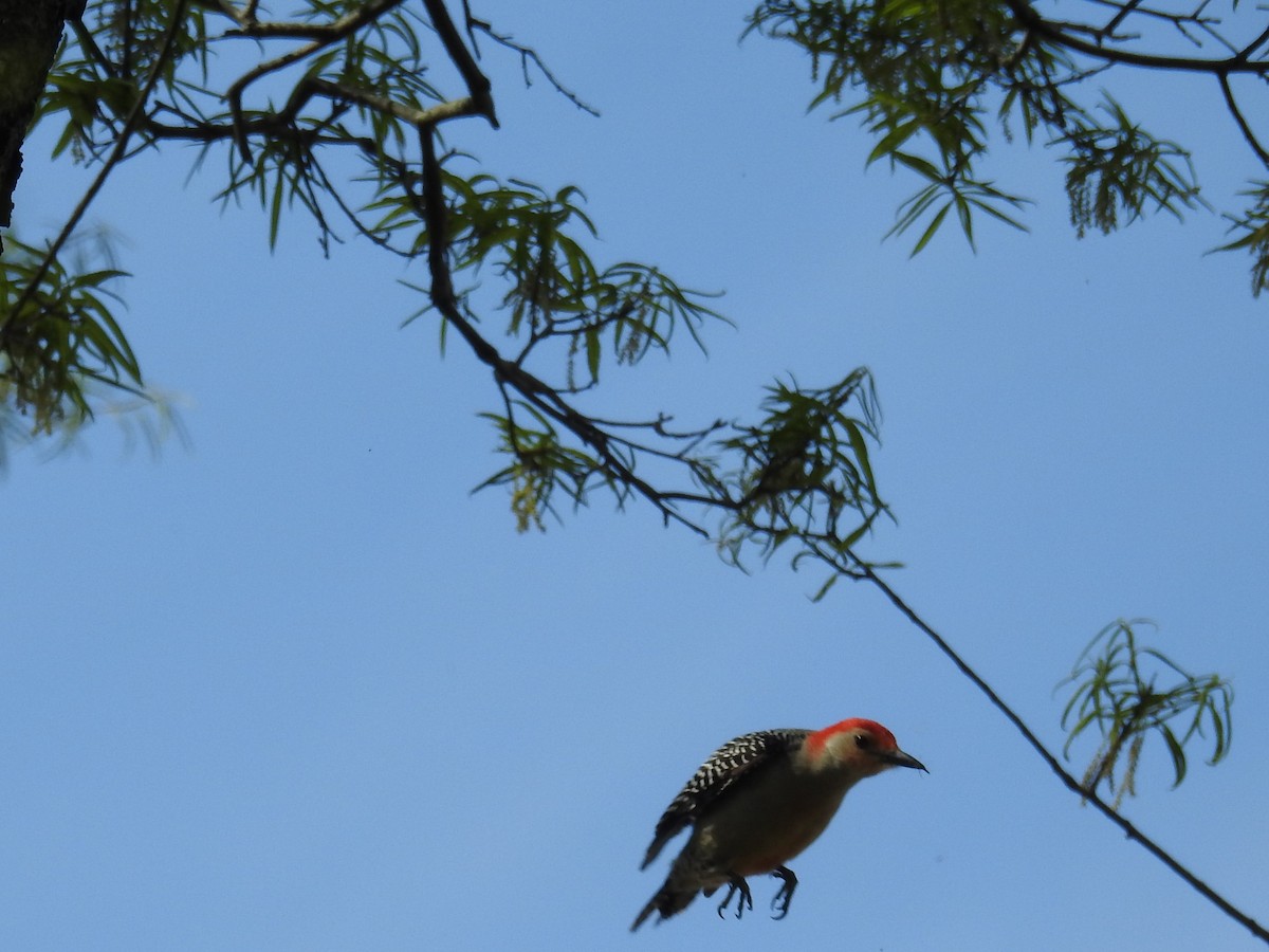 Red-bellied Woodpecker - ML419646071