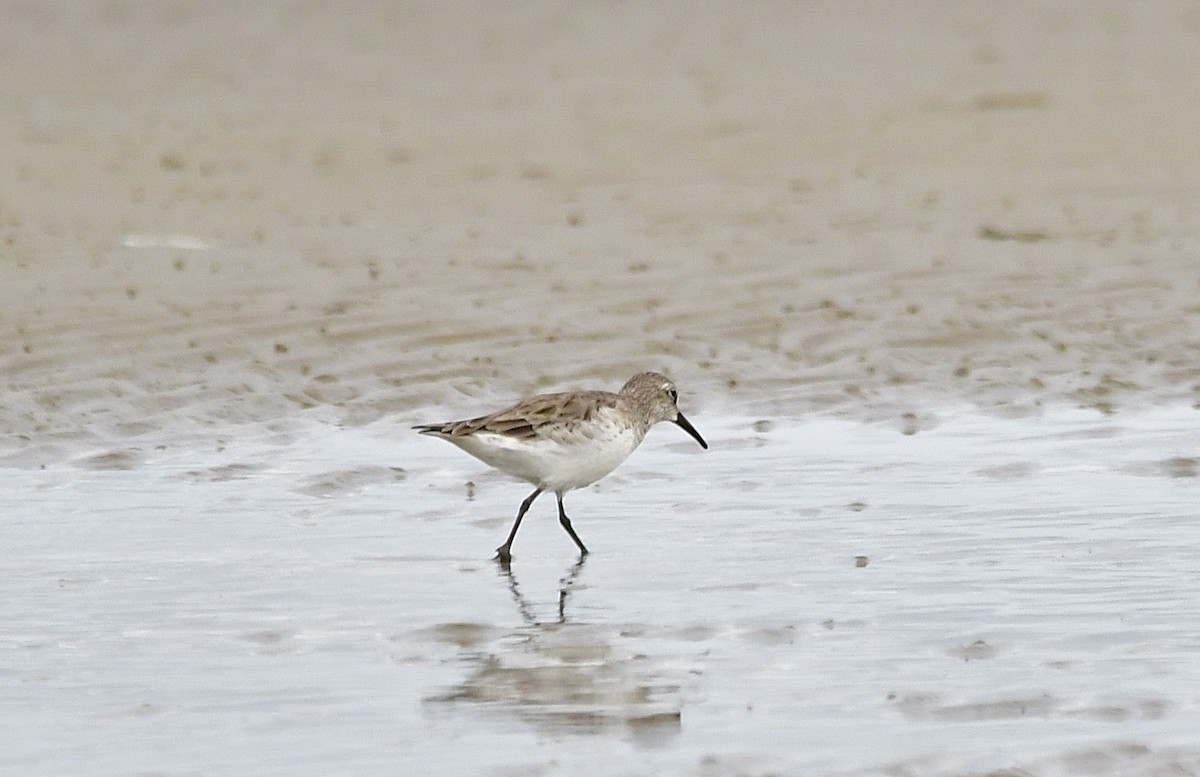 White-rumped Sandpiper - ML419646821