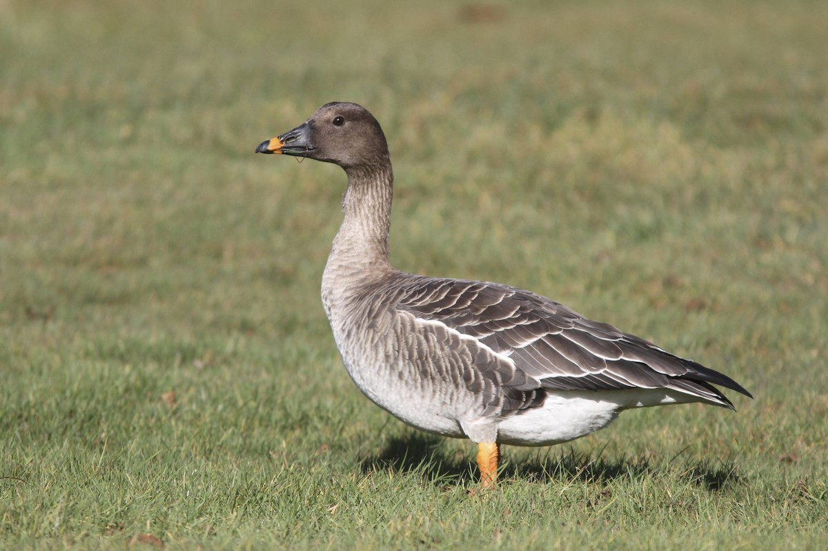 Tundra Bean-Goose - Doug Hitchcox