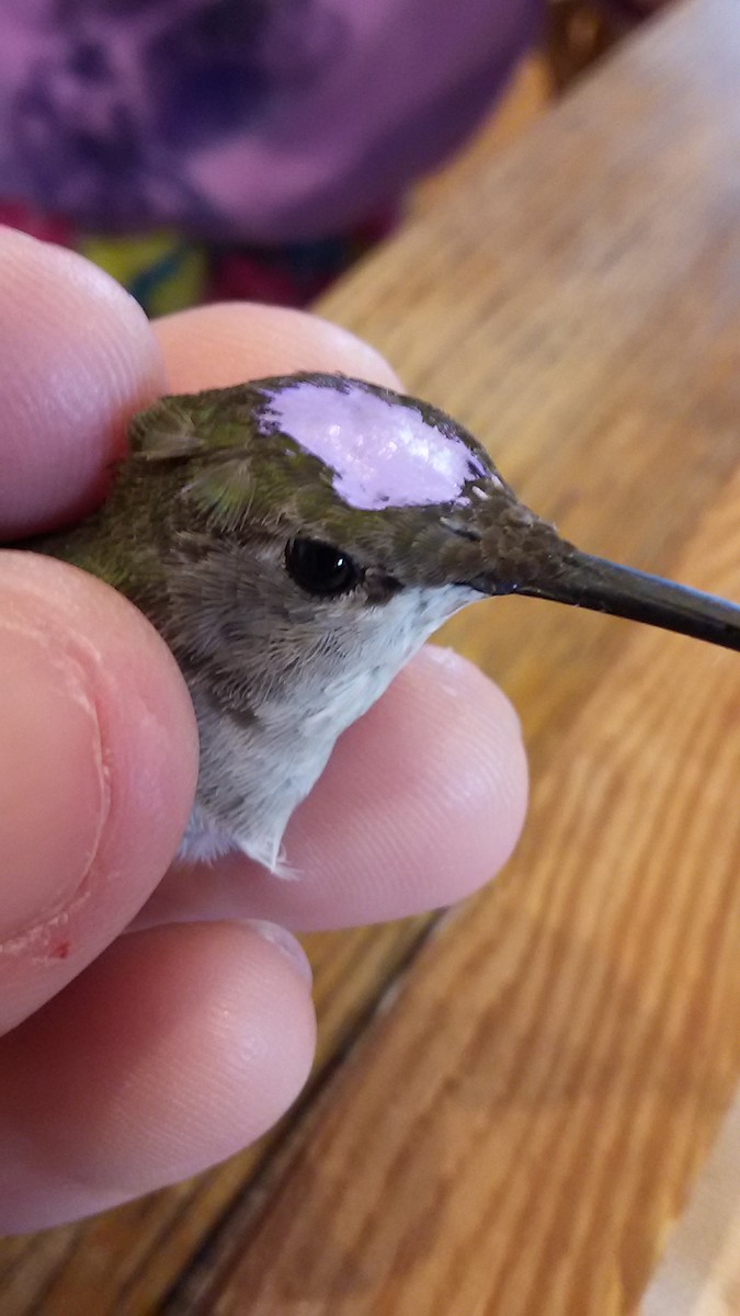 Black-chinned Hummingbird - ML41964781