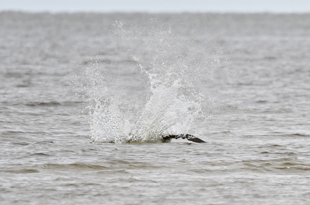 Balbuzard pêcheur - ML419649581