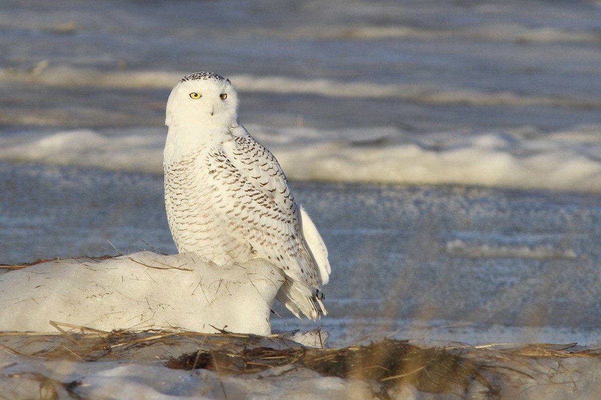 Snowy Owl - Doug Hitchcox