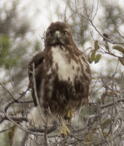 Red-tailed Hawk - ML419650801