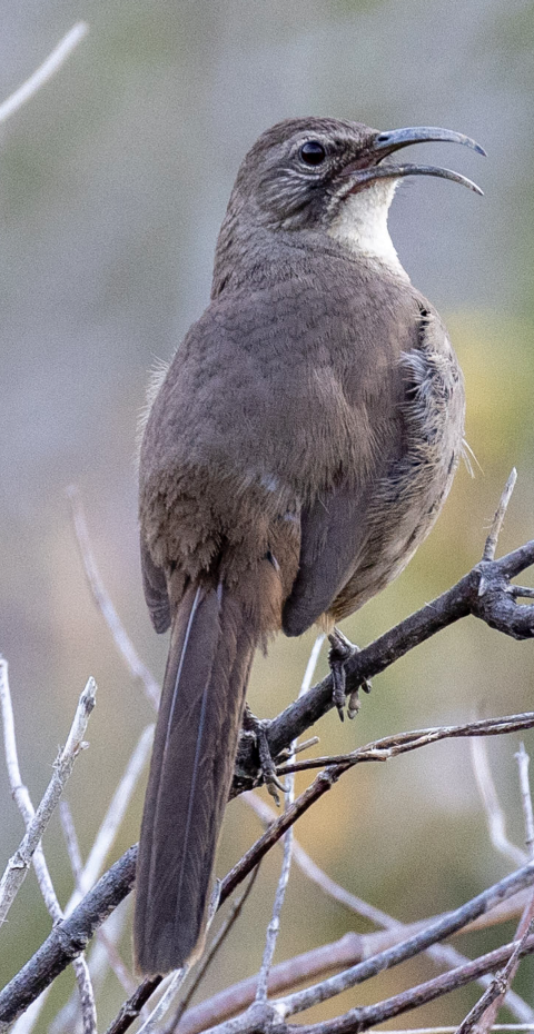 California Thrasher - ML419651141