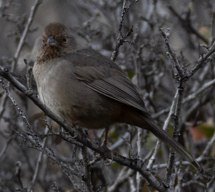 California Towhee - ML419651161