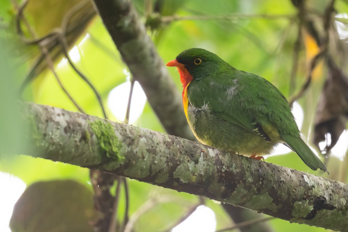 Scarlet-breasted Fruiteater - ML419652511