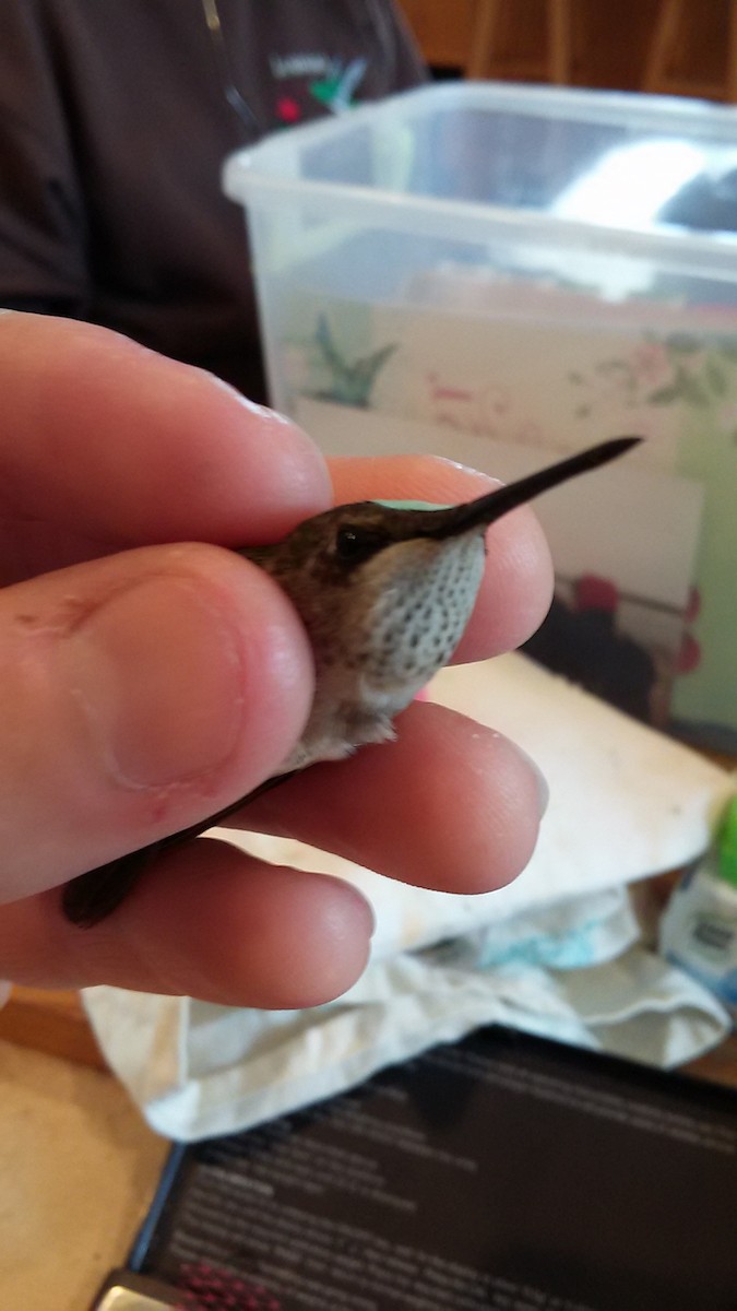 Ruby-throated Hummingbird - ML41965321