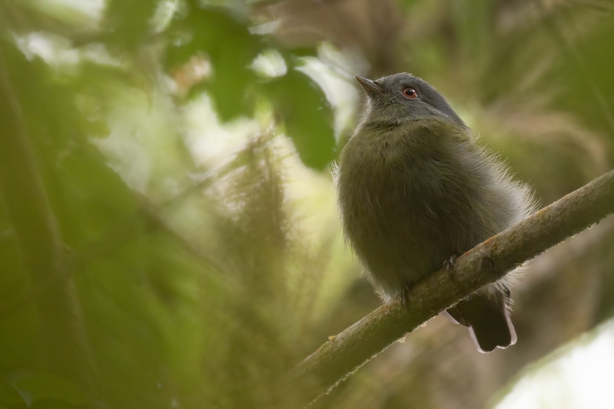 White-crowned Manakin - Ben  Lucking