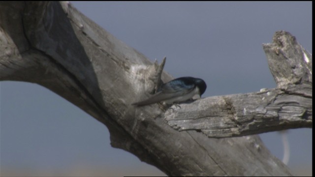Tree Swallow - ML419655