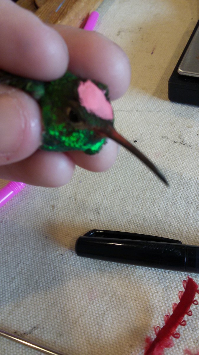 Buff-bellied Hummingbird - ML41965521