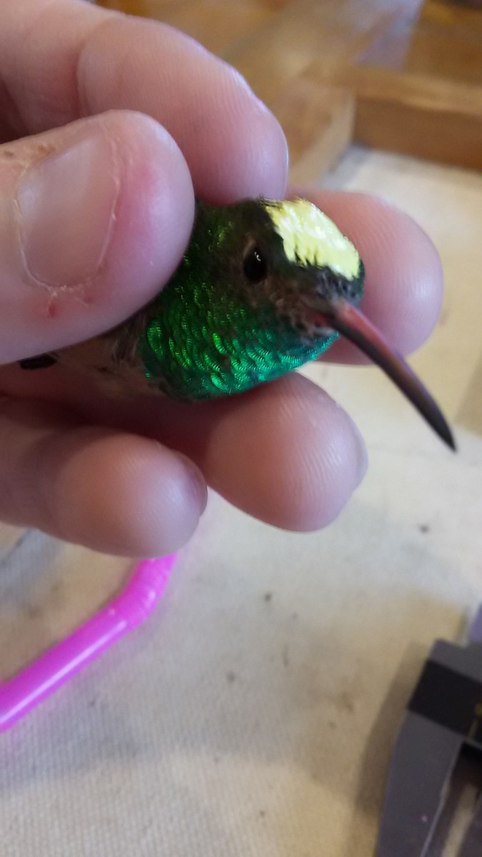 Buff-bellied Hummingbird - ML41965581