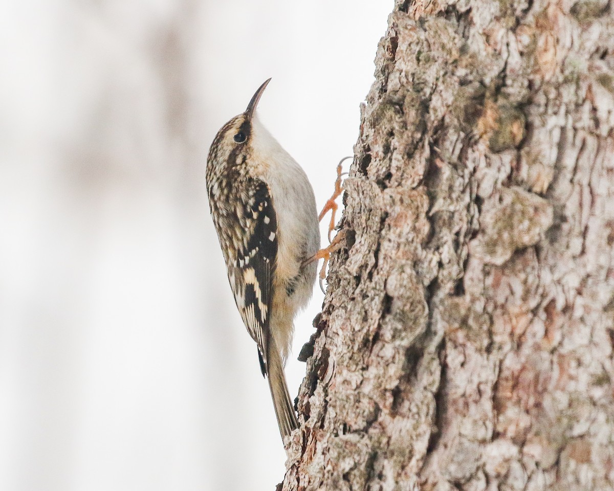 Brown Creeper - ML419657291