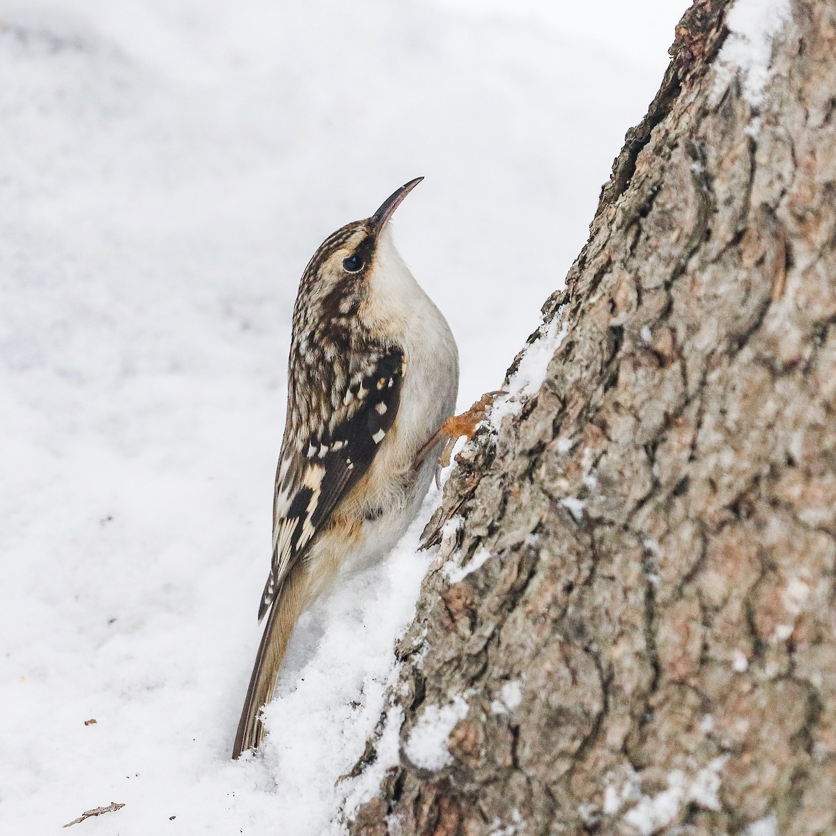 Brown Creeper - ML419657321