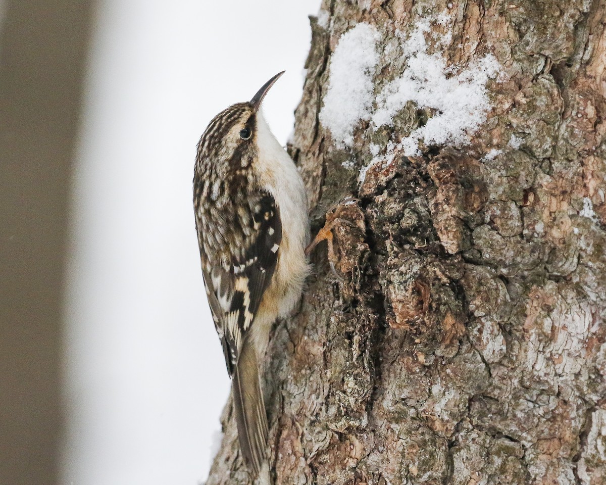 Brown Creeper - ML419657331