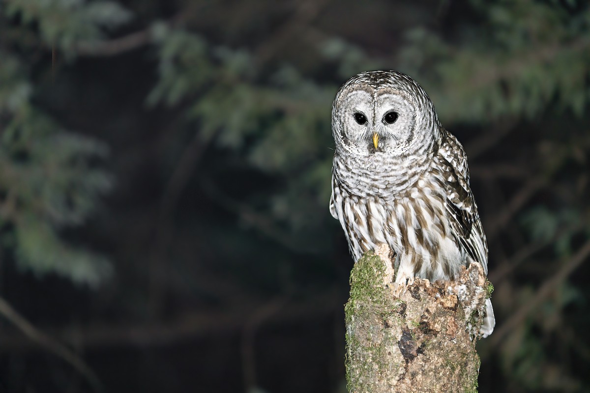 Barred Owl - ML419657731