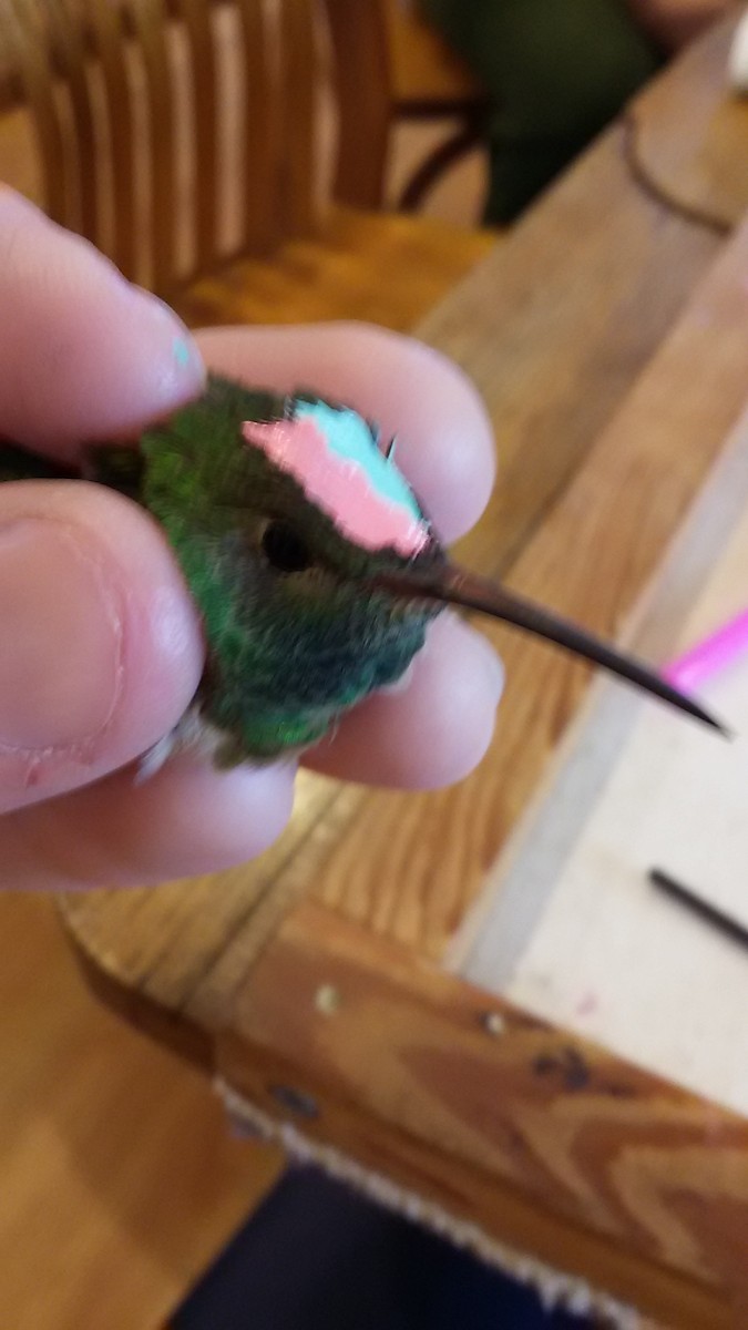 Buff-bellied Hummingbird - ML41966011