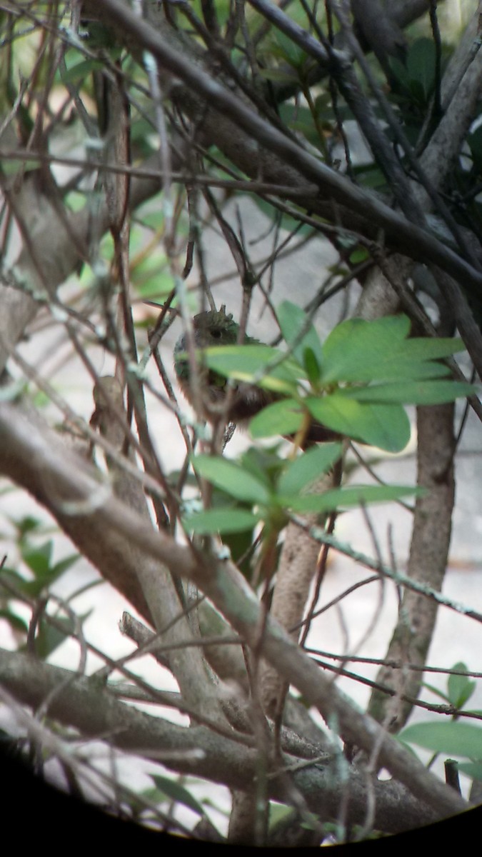 Buff-bellied Hummingbird - ML41966051