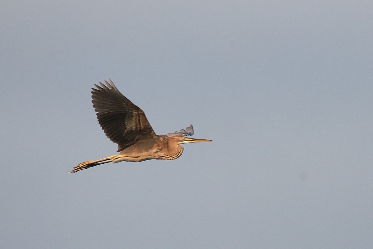 Purple Heron - ML419661311