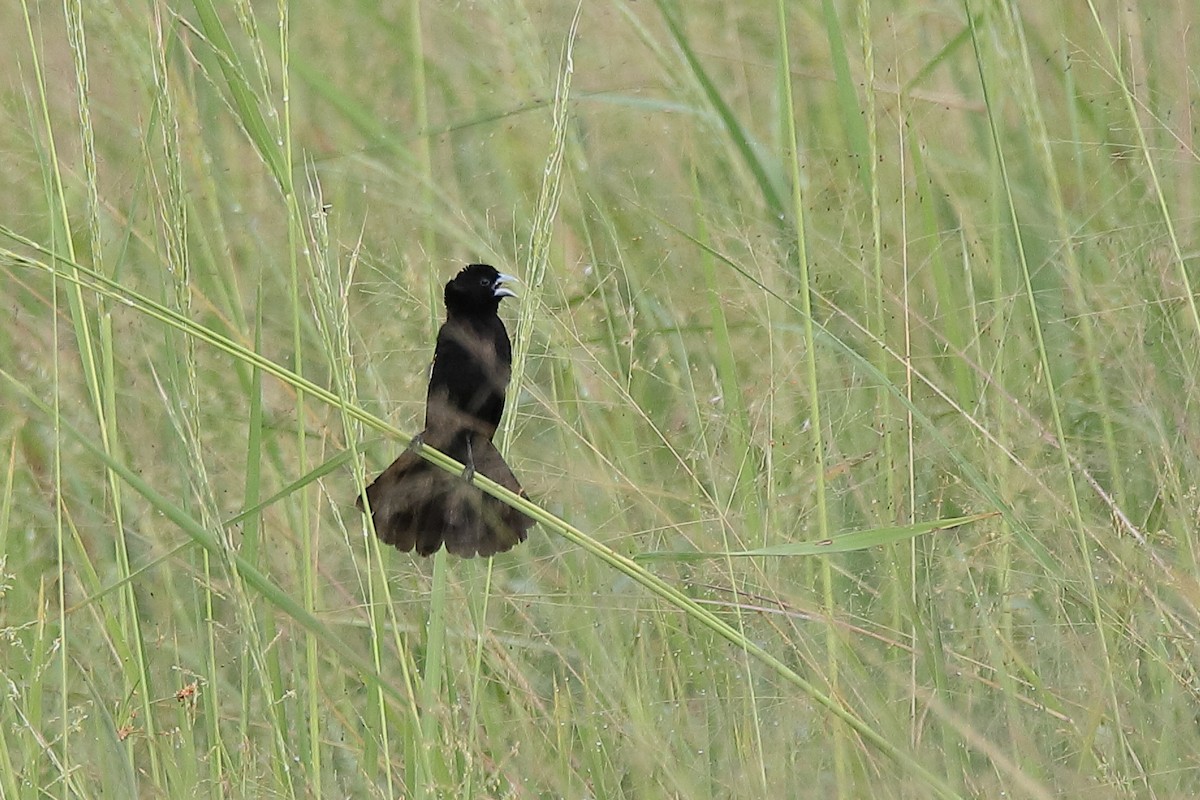 White-winged Widowbird - ML419662341