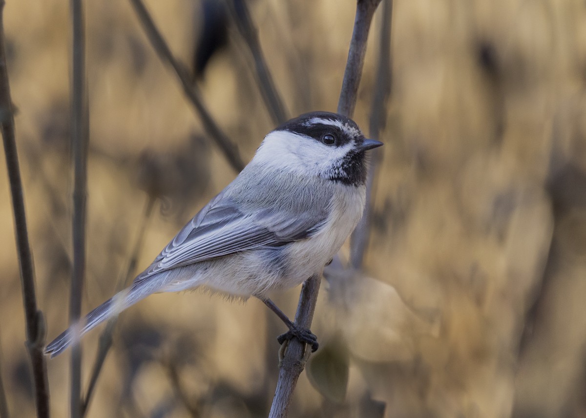 Black-capped/Mountain Chickadee - ML419664431