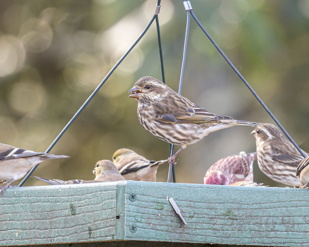 Purple Finch - ML419664531