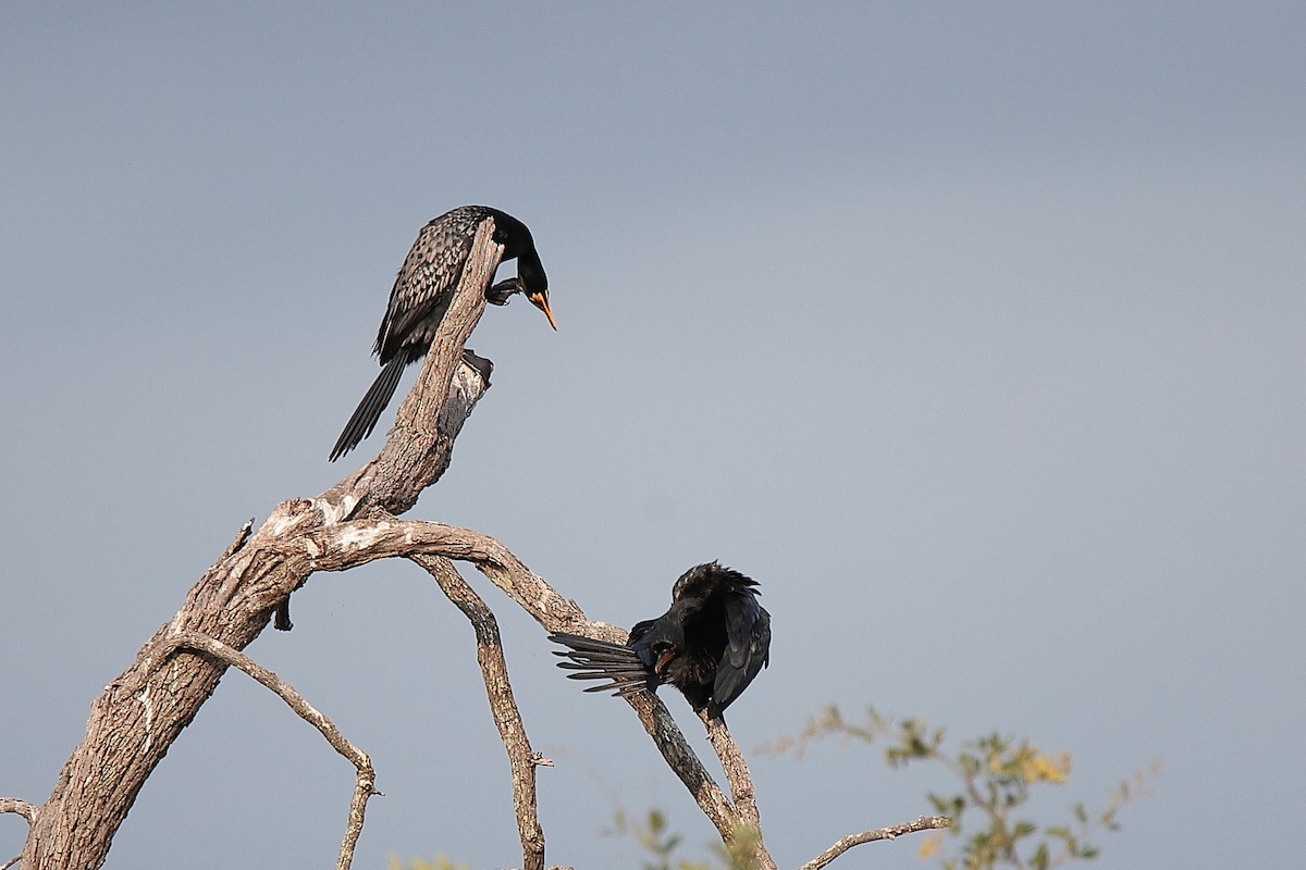 Cormorán Africano - ML419664551