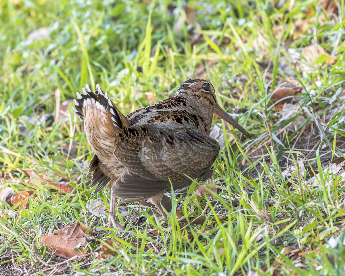American Woodcock - ML419666041