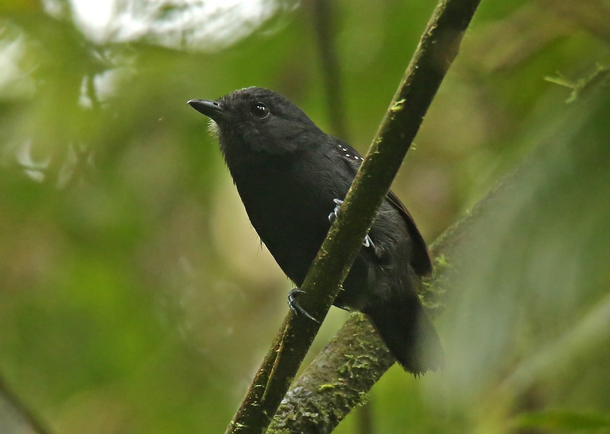 Bicolored Antvireo - ML41966891