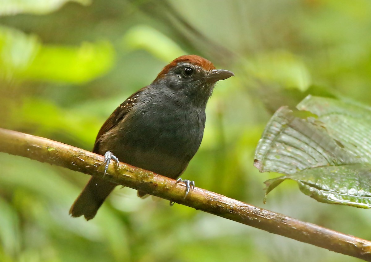 Bicolored Antvireo - ML41966901