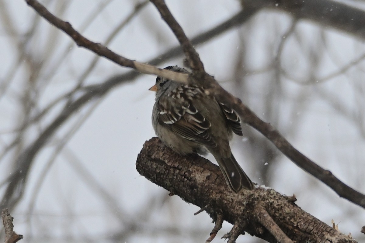 White-crowned Sparrow - Trey Weaver