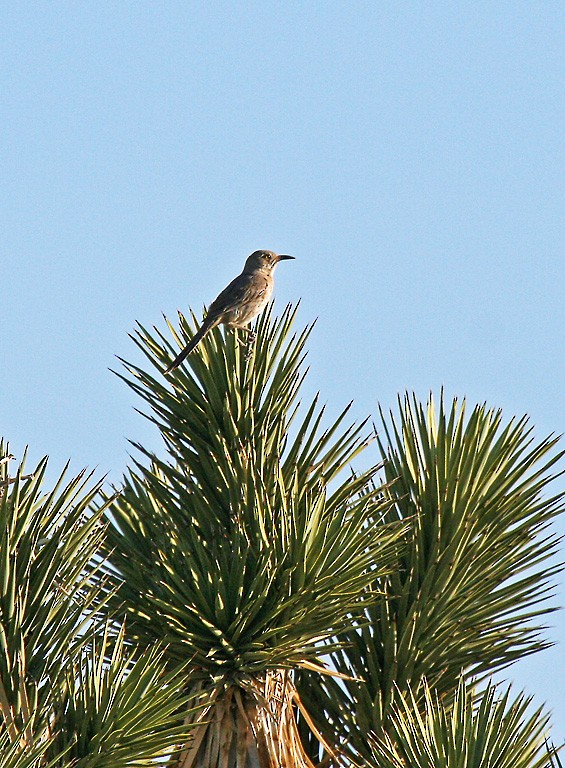 Bendire's Thrasher - ML419670511