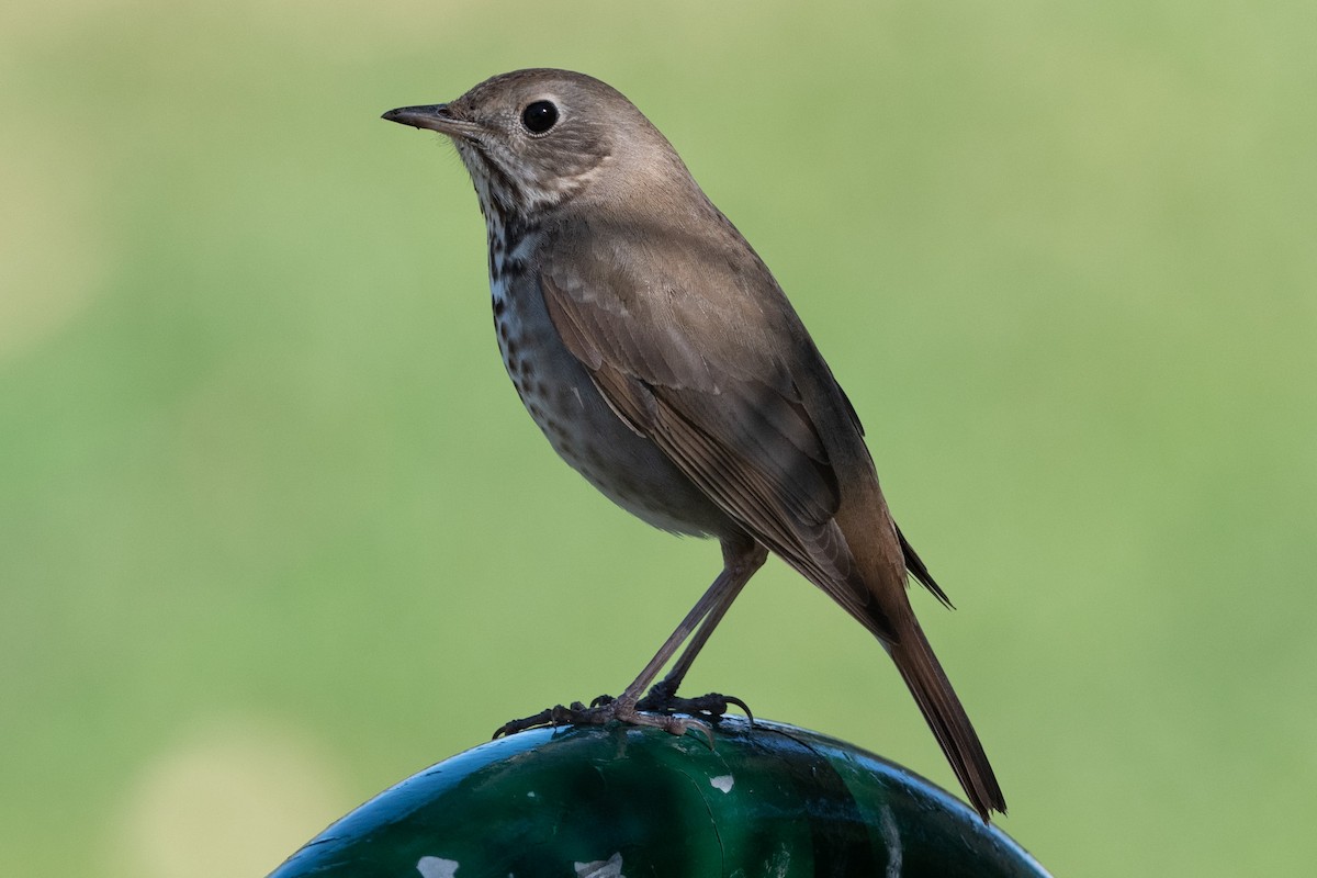 Hermit Thrush - Cynthia  Case