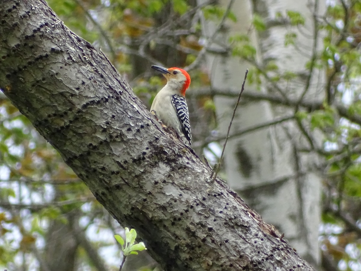 Red-bellied Woodpecker - ML419671671