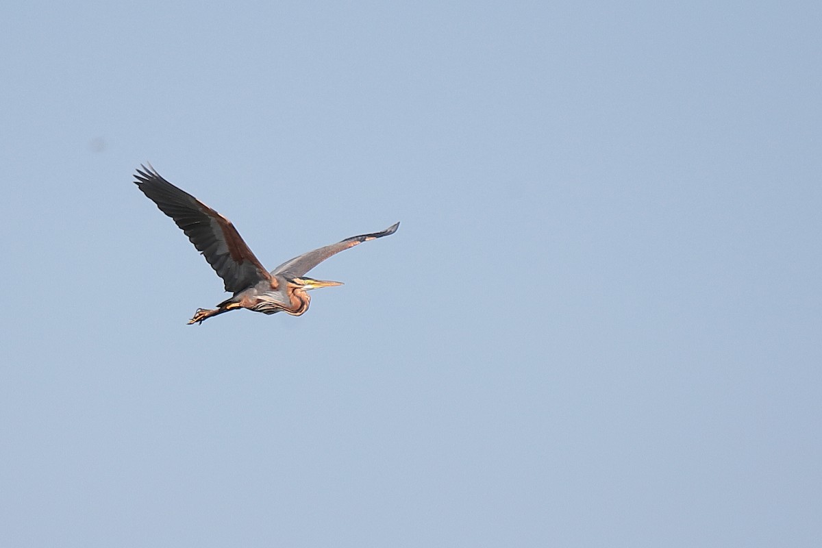 Purple Heron - ML419671761