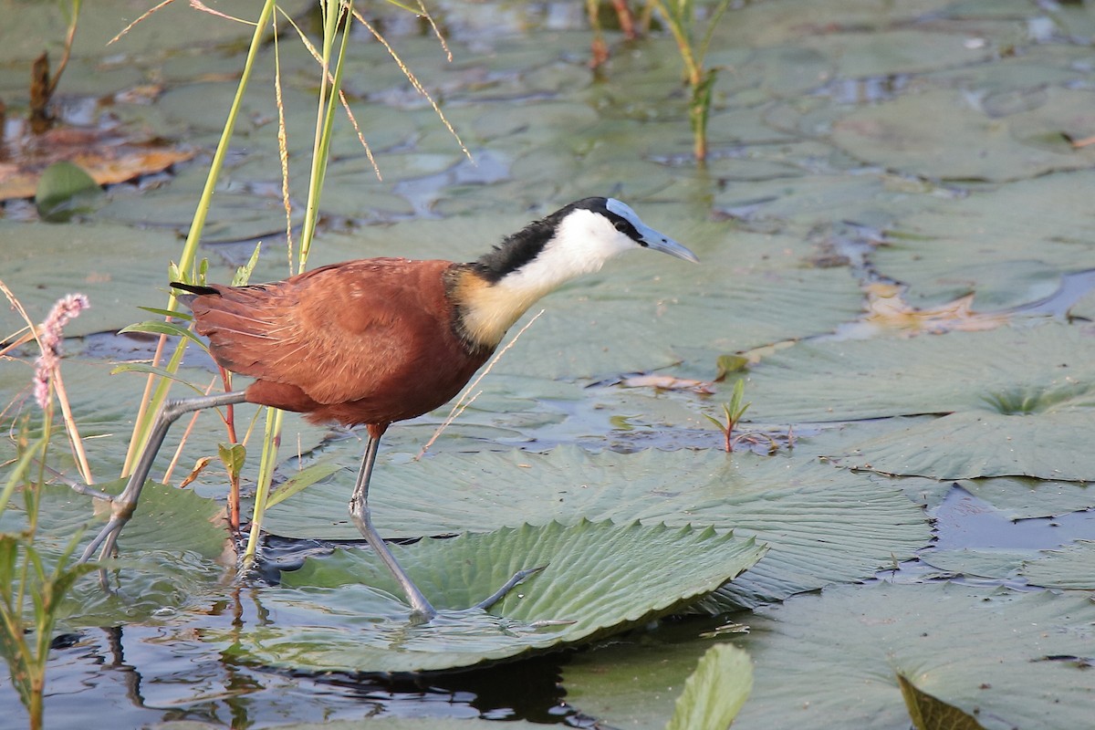 Jacana à poitrine dorée - ML419671791