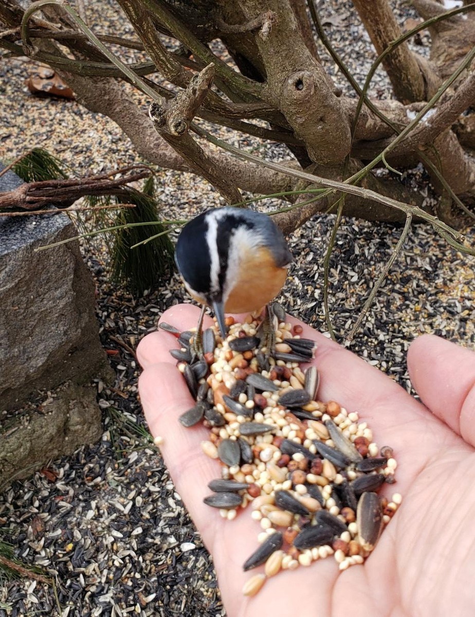 Red-breasted Nuthatch - ML419674691