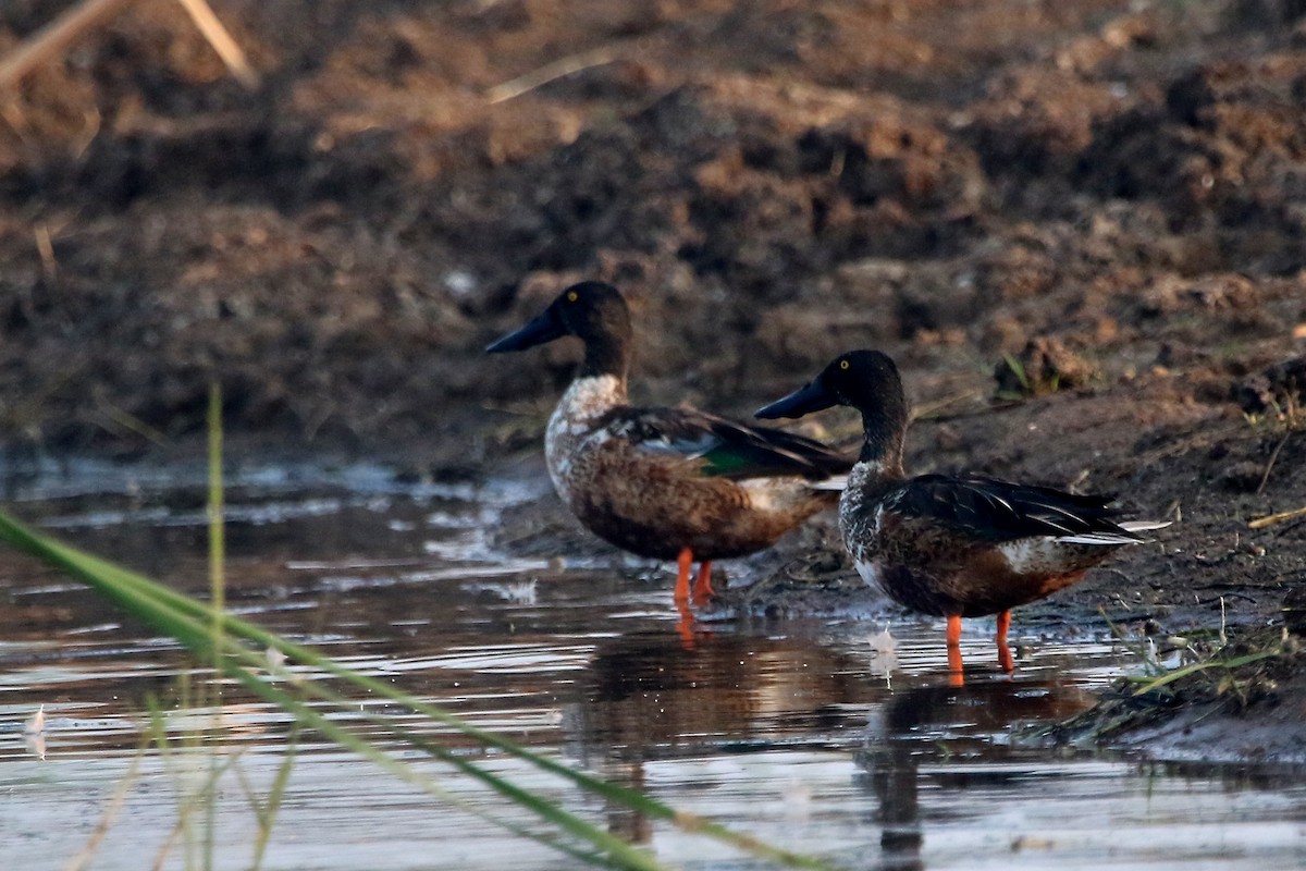 Northern Shoveler - ML41967471